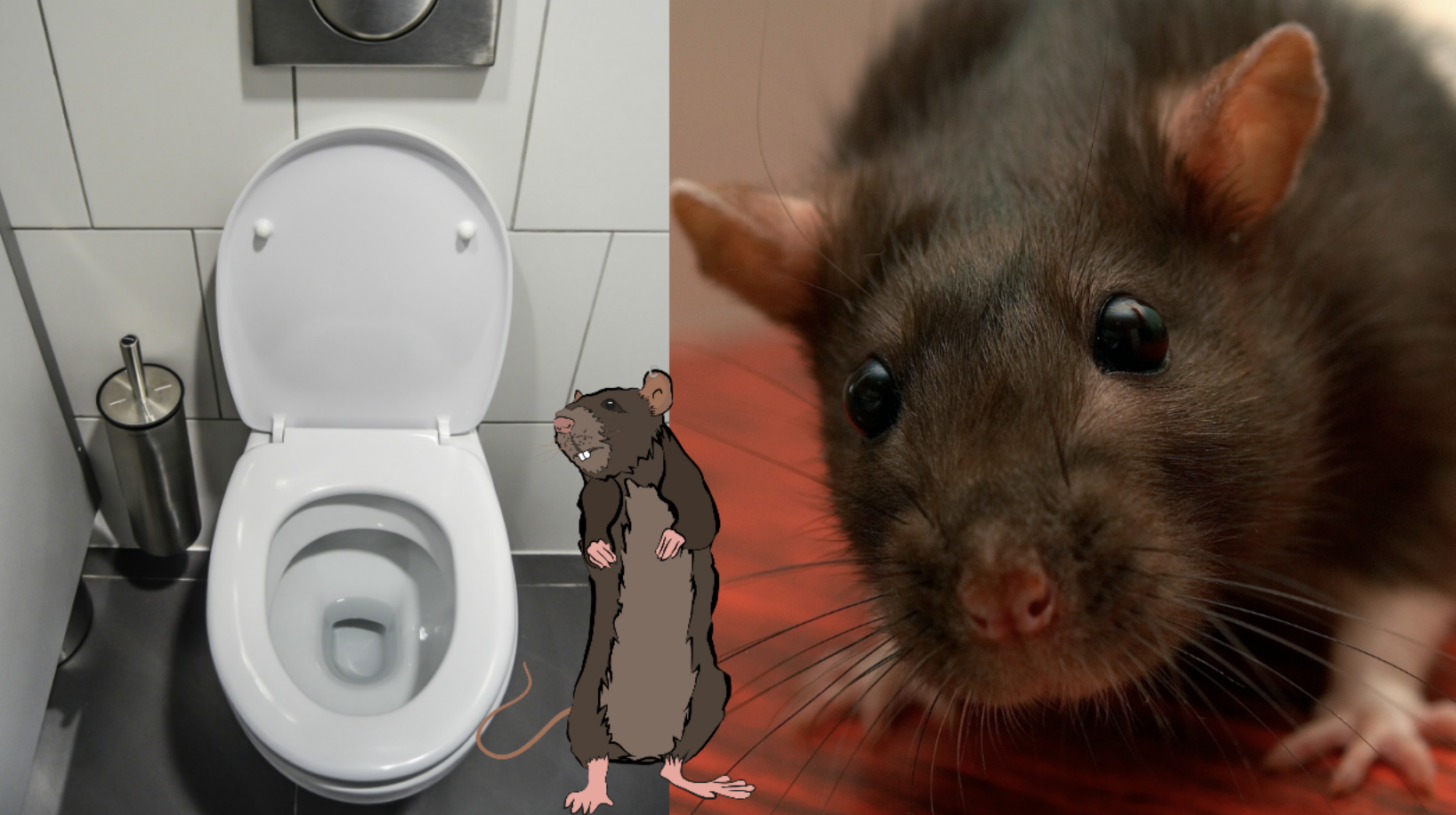 Toalett, Djur, Råtta